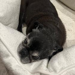 Past PetCloud client