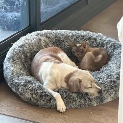 Past PetCloud client