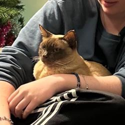 Past PetCloud client