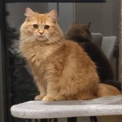 Past PetCloud client