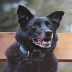 Past PetCloud client