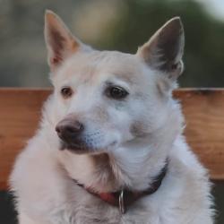Past PetCloud client