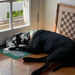 Past PetCloud client