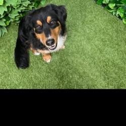 Past PetCloud client