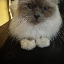 Past PetCloud client