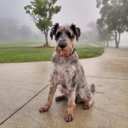 Past PetCloud client