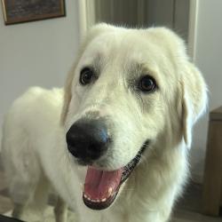 Past PetCloud client