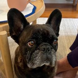 Past PetCloud client