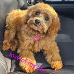 Past PetCloud client