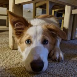 Past PetCloud client