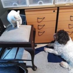 Past PetCloud client