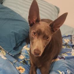 Past PetCloud client