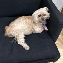 Past PetCloud client
