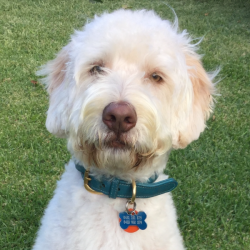 PetCloud Pet Owner