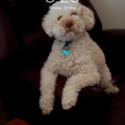 Past PetCloud client