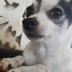 Past PetCloud client