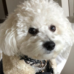 Past PetCloud client