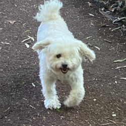 Past PetCloud client