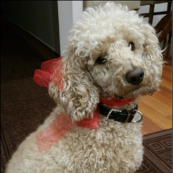 Past PetCloud client
