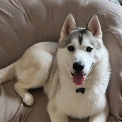 Past PetCloud client