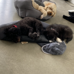 Past PetCloud client