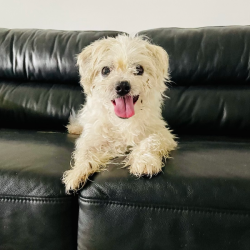 Past PetCloud client