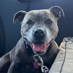Past PetCloud client